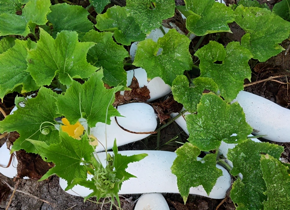 這個(gè)品種太優(yōu)秀了！耐儲(chǔ)耐運(yùn)，適合大面積種植，菜農(nóng)瓜販都喜歡