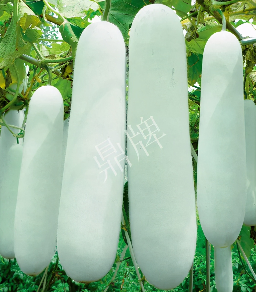 這個(gè)品種太優(yōu)秀了！耐儲(chǔ)耐運(yùn)，適合大面積種植，菜農(nóng)瓜販都喜歡