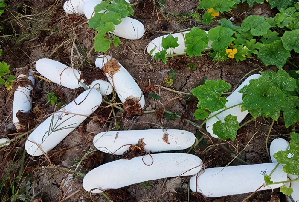 這個(gè)品種太優(yōu)秀了！耐儲(chǔ)耐運(yùn)，適合大面積種植，菜農(nóng)瓜販都喜歡