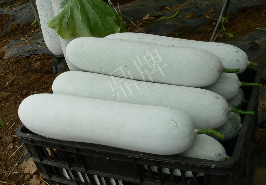 這個(gè)品種太優(yōu)秀了！耐儲(chǔ)耐運(yùn)，適合大面積種植，菜農(nóng)瓜販都喜歡