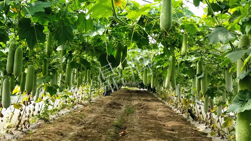 什么品種的冬瓜按個(gè)買(mǎi)？?jī)r(jià)格是同期黑皮冬瓜五倍