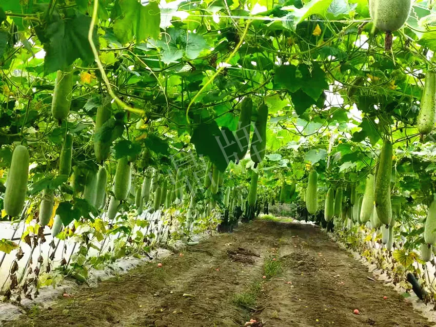 什么品種的冬瓜按個(gè)買(mǎi)？?jī)r(jià)格是同期黑皮冬瓜五倍