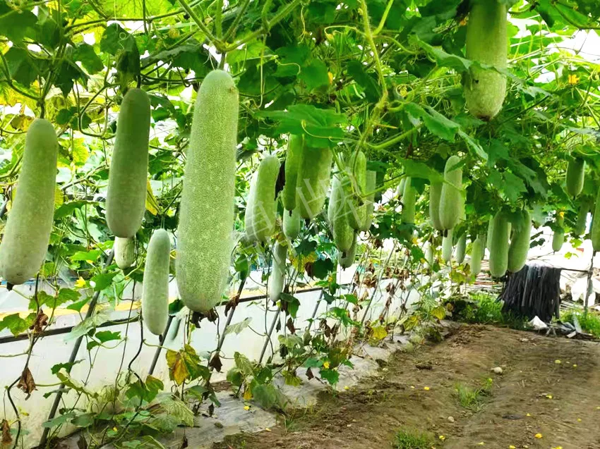 什么品種的冬瓜按個(gè)買(mǎi)？?jī)r(jià)格是同期黑皮冬瓜五倍