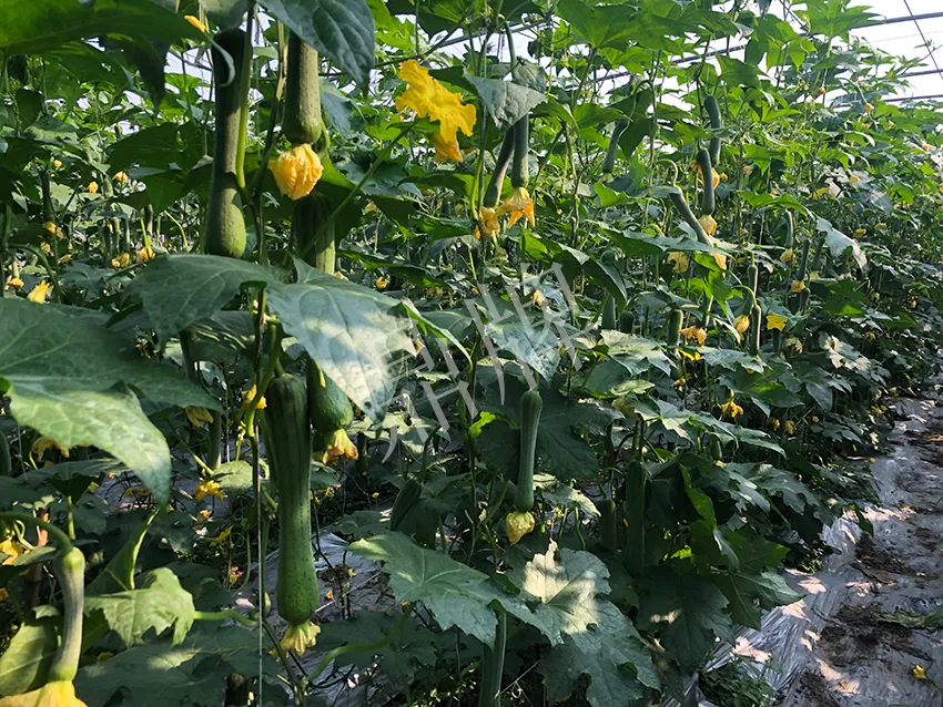 這個(gè)絲瓜怎么種都優(yōu)秀！賣(mài)價(jià)和產(chǎn)量都很高