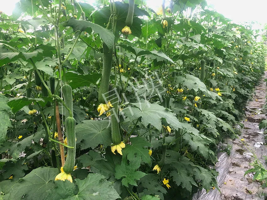 這個(gè)絲瓜怎么種都優(yōu)秀！賣(mài)價(jià)和產(chǎn)量都很高