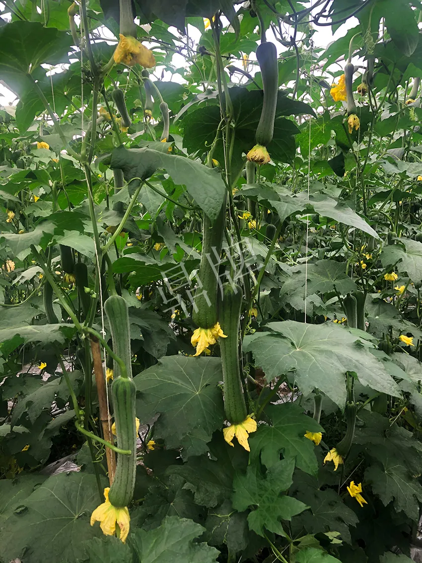 這個(gè)絲瓜怎么種都優(yōu)秀！賣(mài)價(jià)和產(chǎn)量都很高