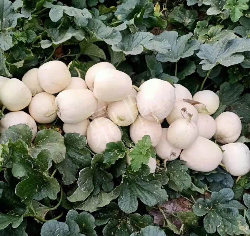 河南焦作的李向林今年種植甜瓜新品種，客戶直接拉貨走人