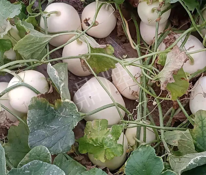 河南焦作的李向林今年種植甜瓜新品種，客戶直接拉貨走人