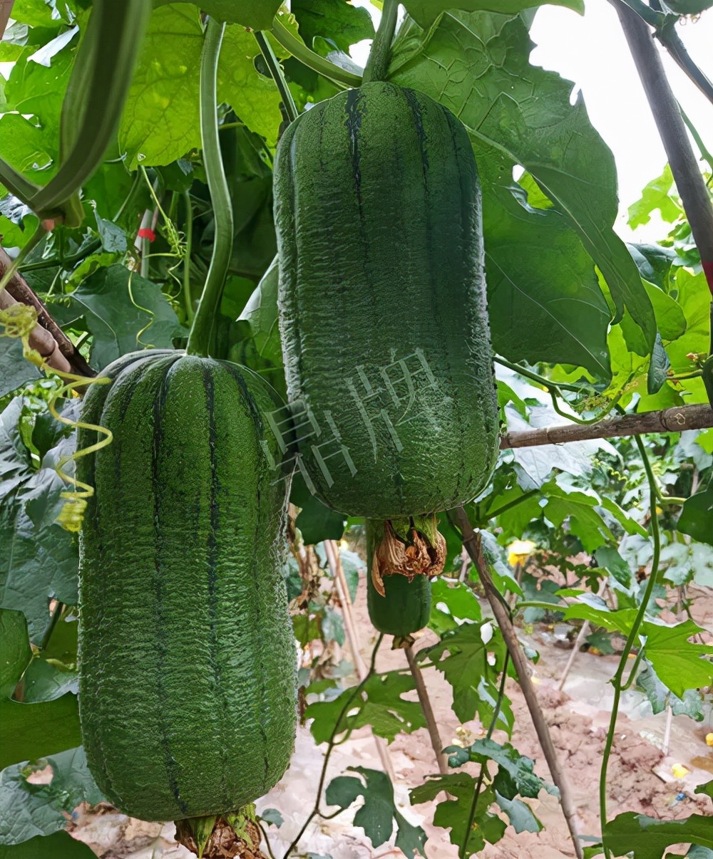 臺州的曾方明試種新品種，畝收入超過6萬元