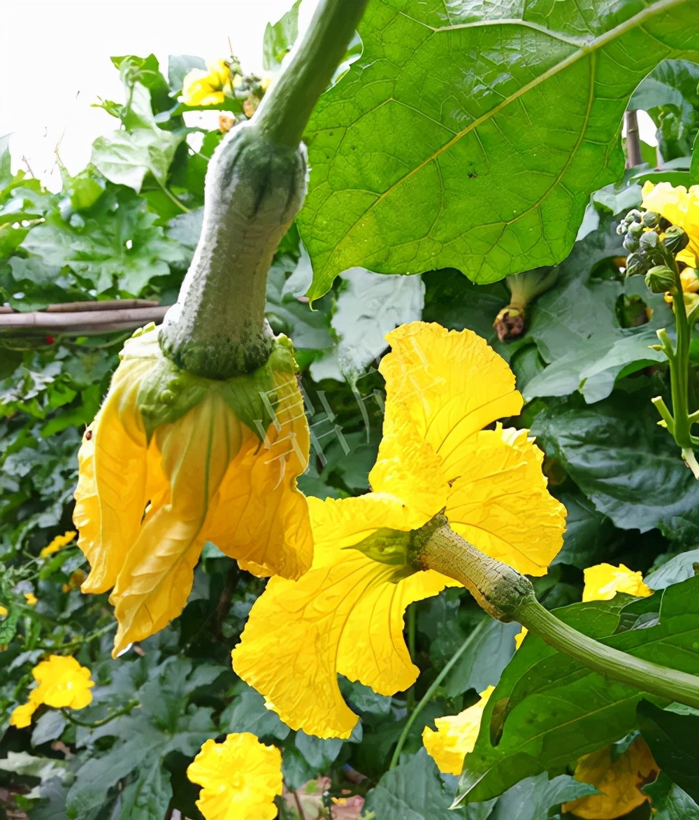 臺州的曾方明試種新品種，畝收入超過6萬元