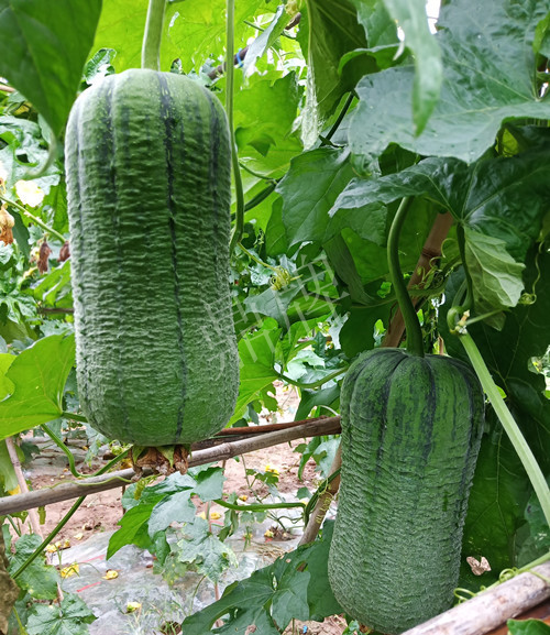 臺州的曾方明試種新品種，畝收入超過6萬元