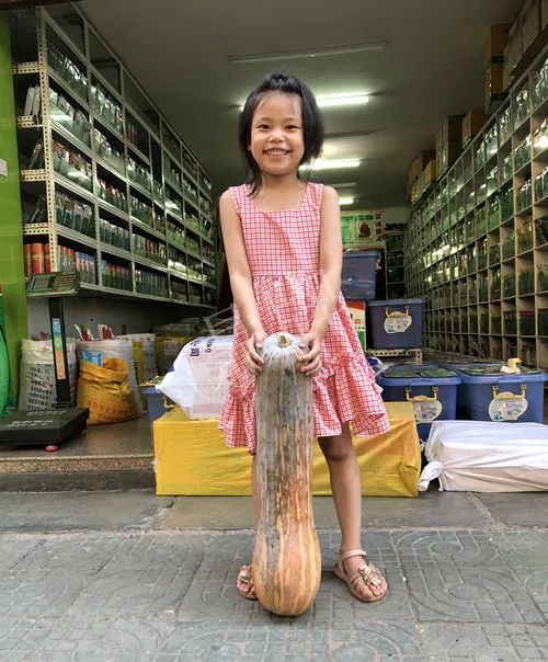 四川農(nóng)戶今年種“健美蜜本”南瓜產(chǎn)量高，品質(zhì)好，感覺巴適得很