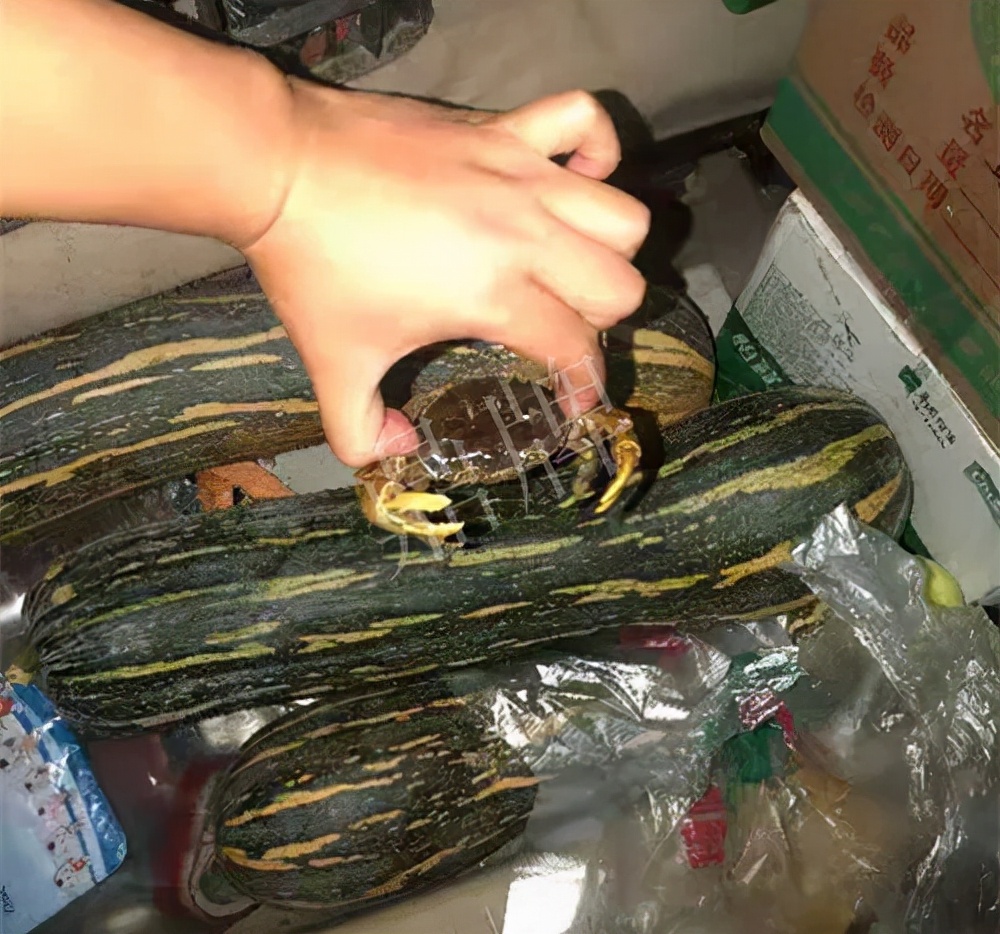 四川農(nóng)戶今年種“健美蜜本”南瓜產(chǎn)量高，品質(zhì)好，感覺巴適得很