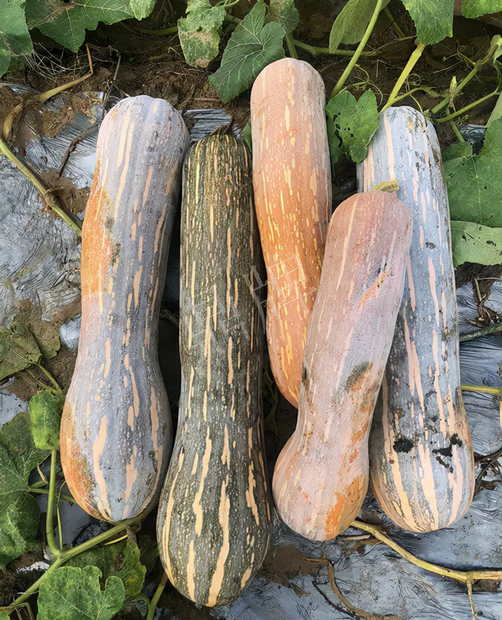 四川農(nóng)戶今年種“健美蜜本”南瓜產(chǎn)量高，品質(zhì)好，感覺巴適得很