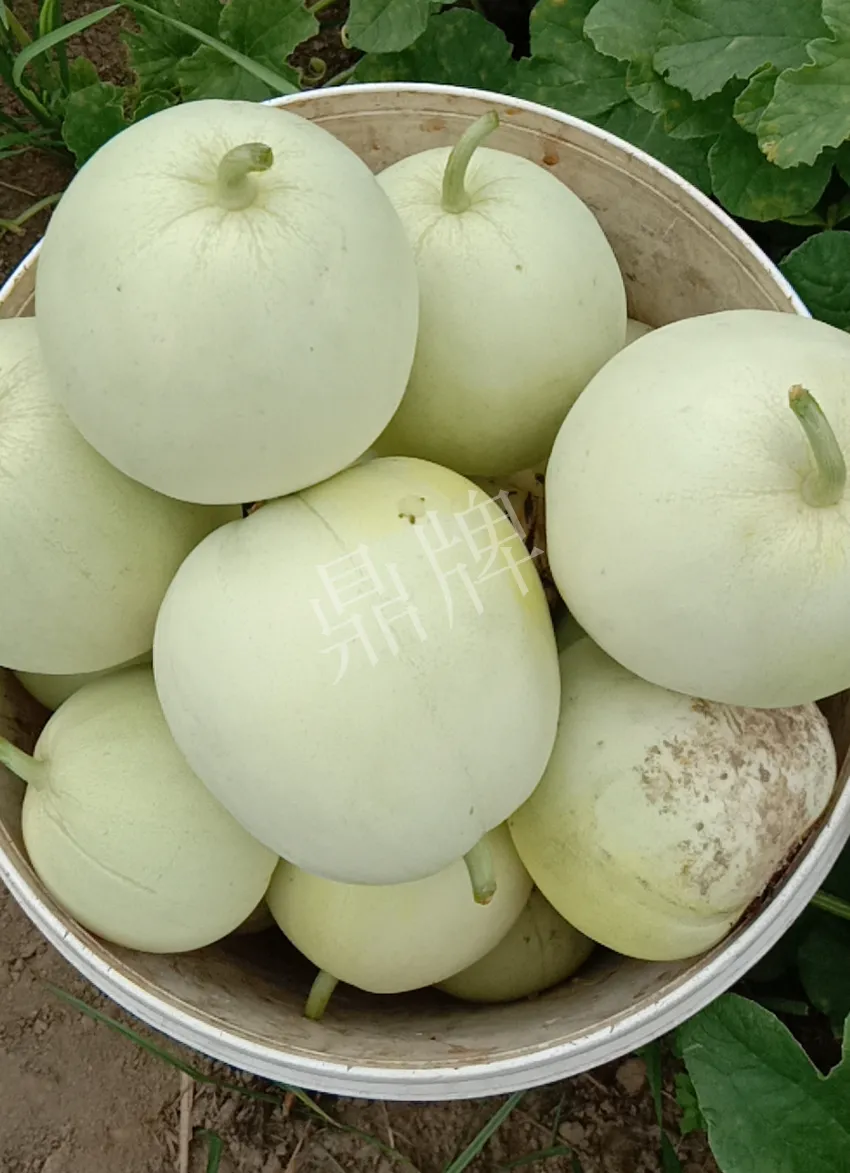 其他品種的甜瓜2塊1斤都賣不動，我的玉奶香2號甜瓜2塊5直接搶