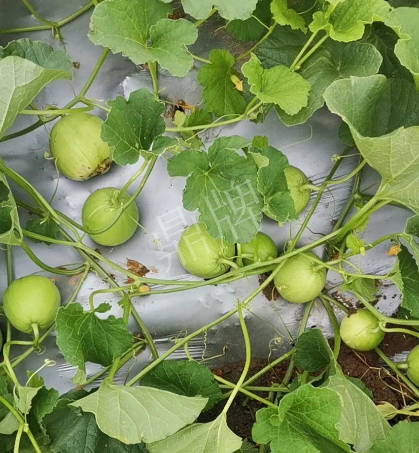 其他品種的甜瓜2塊1斤都賣不動，我的玉奶香2號甜瓜2塊5直接搶