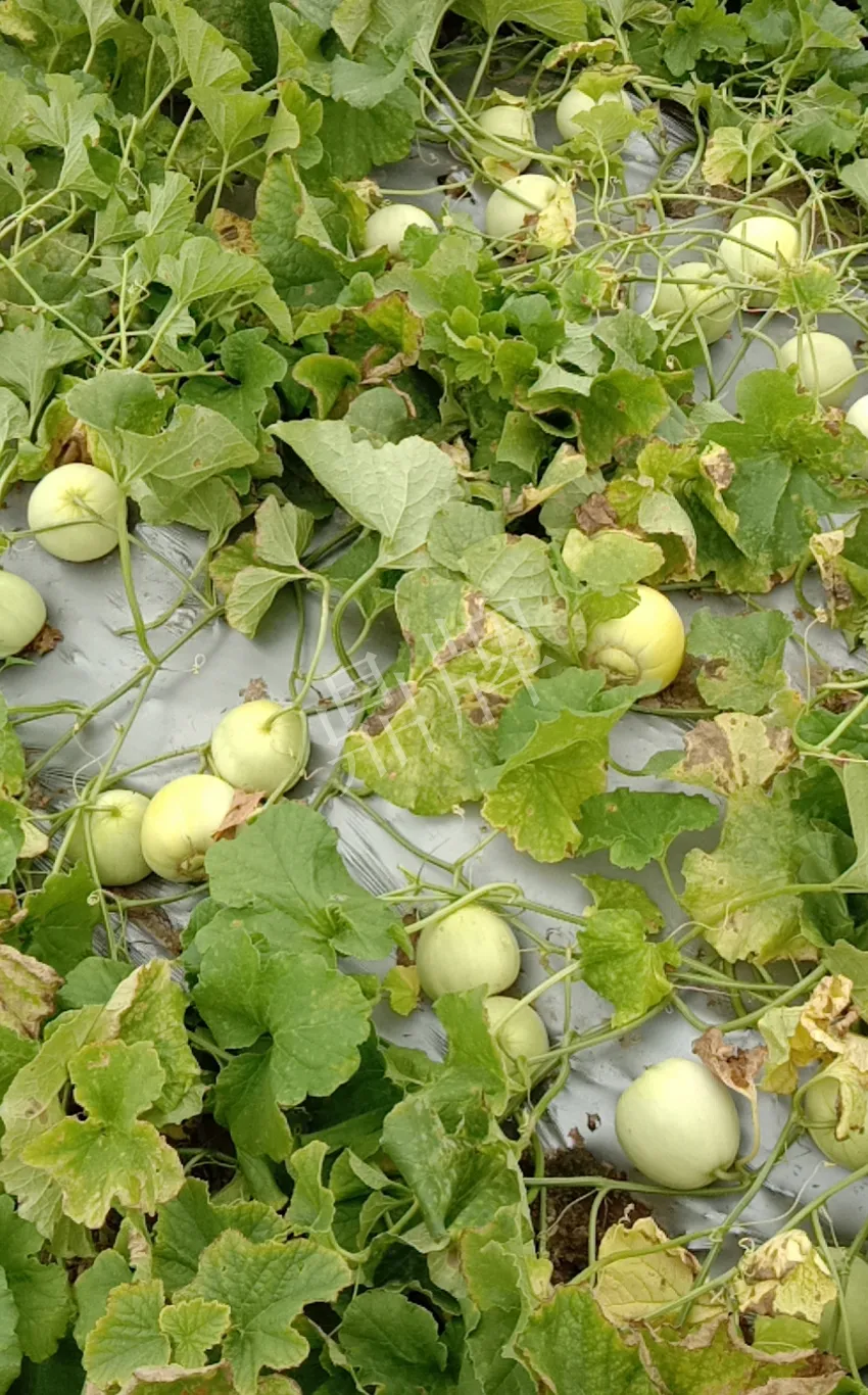 其他品種的甜瓜2塊1斤都賣不動，我的玉奶香2號甜瓜2塊5直接搶