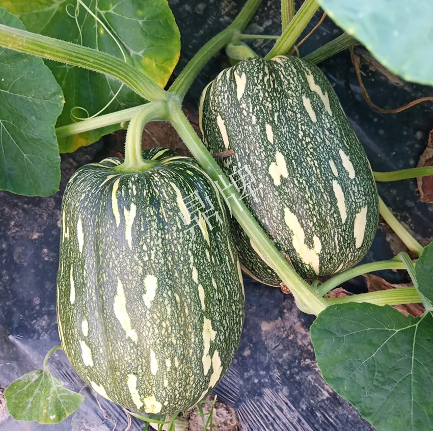 襄陽農(nóng)民“押寶”押對了，這個(gè)品種幫他賺了2倍錢