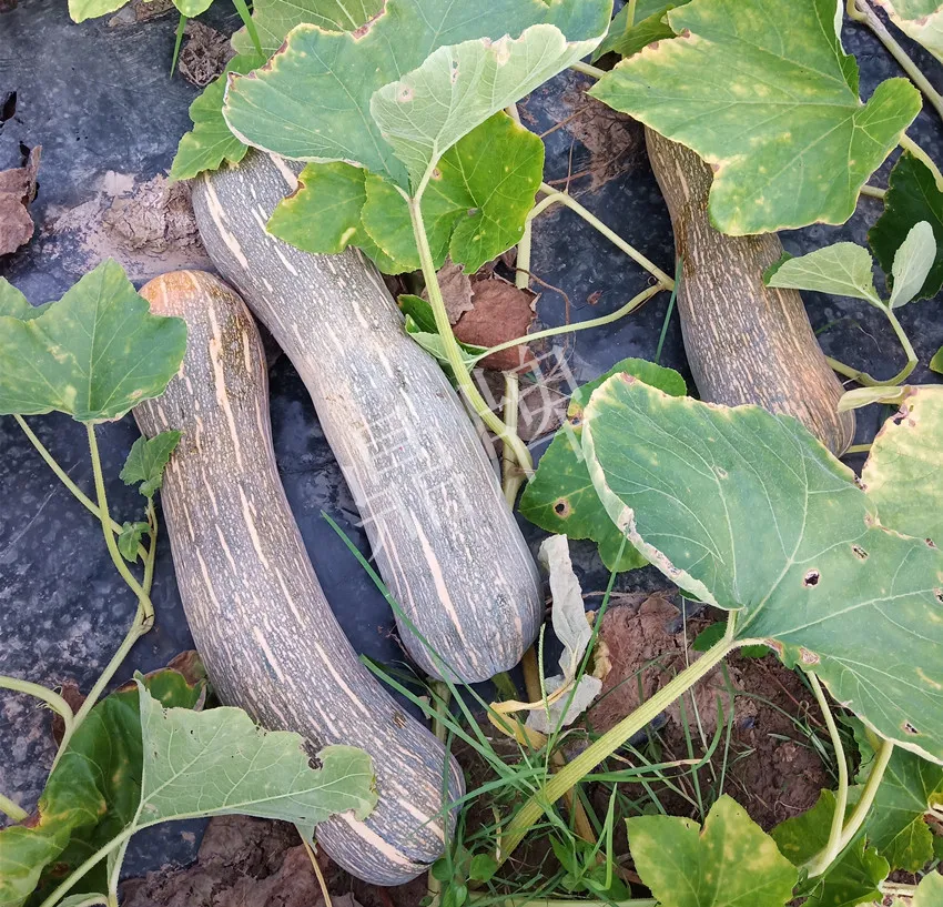 岳陽王大年打工多年，選擇回家種南瓜，今年還增加了50畝地