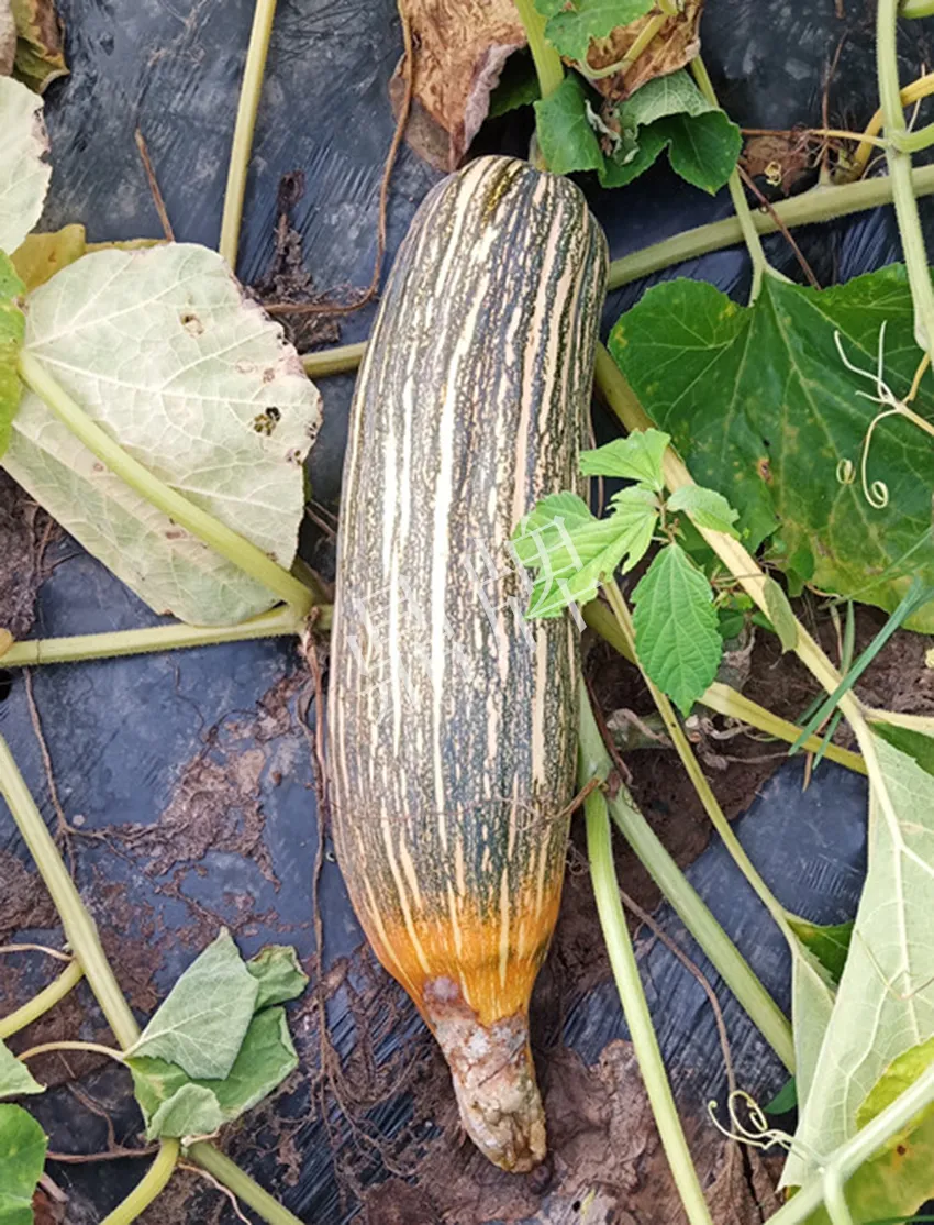 岳陽王大年打工多年，選擇回家種南瓜，今年還增加了50畝地