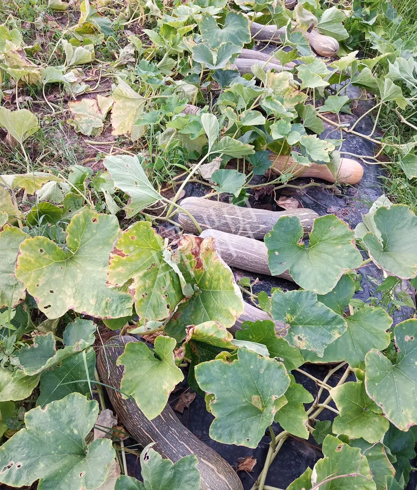 岳陽王大年打工多年，選擇回家種南瓜，今年還增加了50畝地