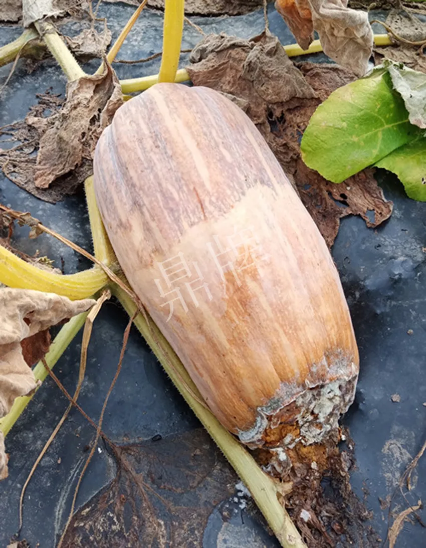 岳陽王大年打工多年，選擇回家種南瓜，今年還增加了50畝地