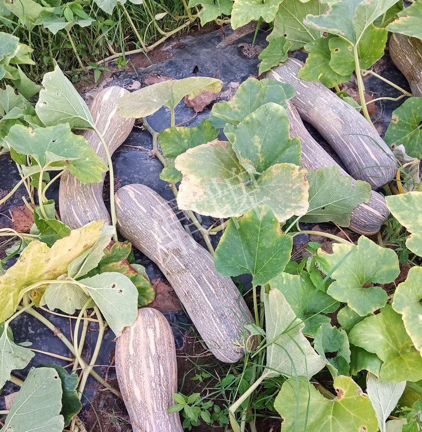 岳陽王大年打工多年，選擇回家種南瓜，今年還增加了50畝地