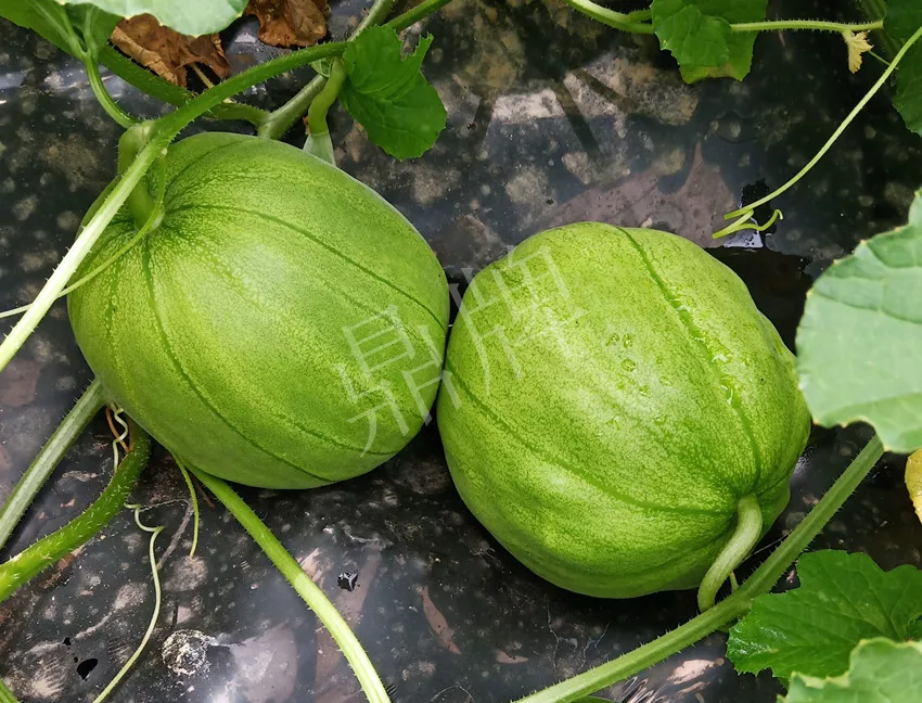 婁底瓜農(nóng)純賺50萬，我這個“張大膽”榮光了一把