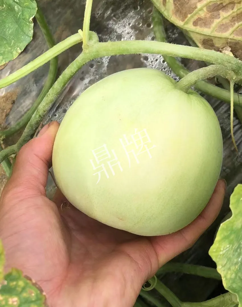 郴州農戶種植新品種，果實又香又甜，很好賣