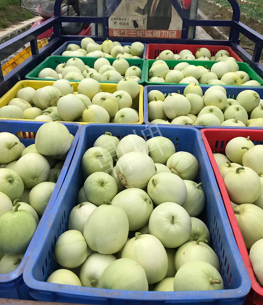 郴州農戶種植新品種，果實又香又甜，很好賣