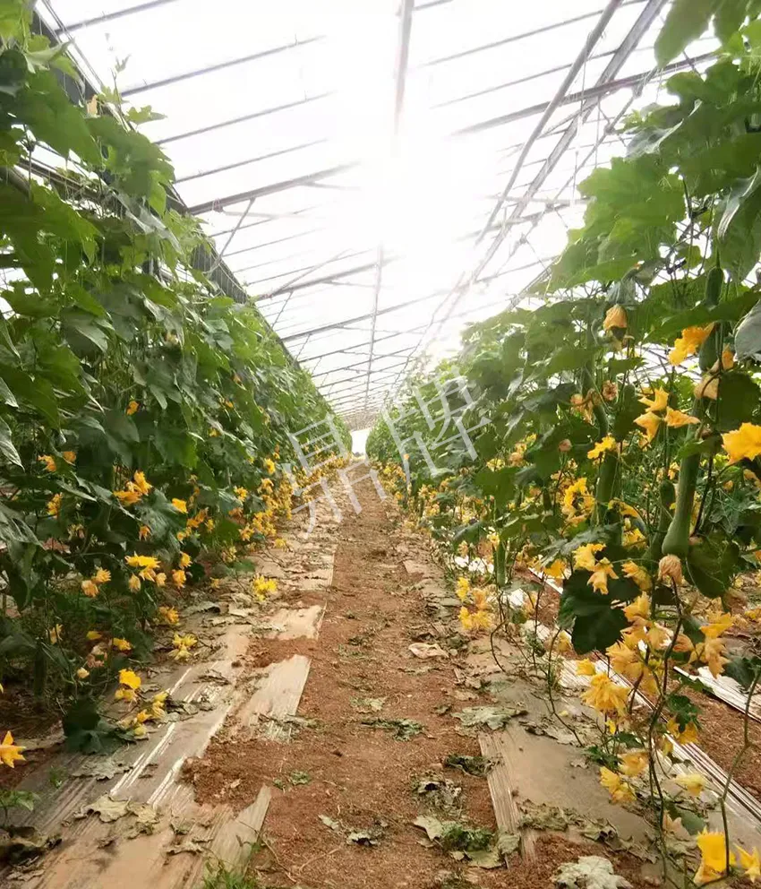 鎮(zhèn)江的何青萍，在法國種植“優(yōu)比1號”每公斤24元