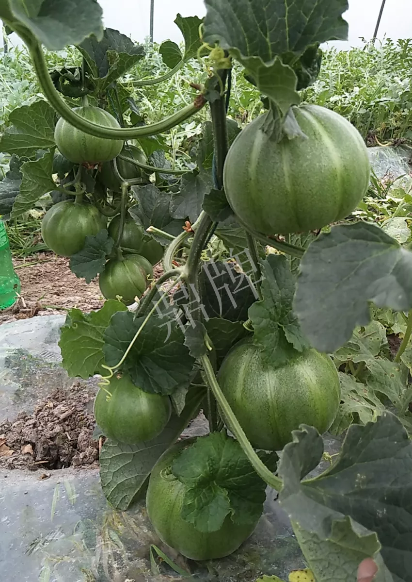 一株坐果15個，6元1斤，好賣得很