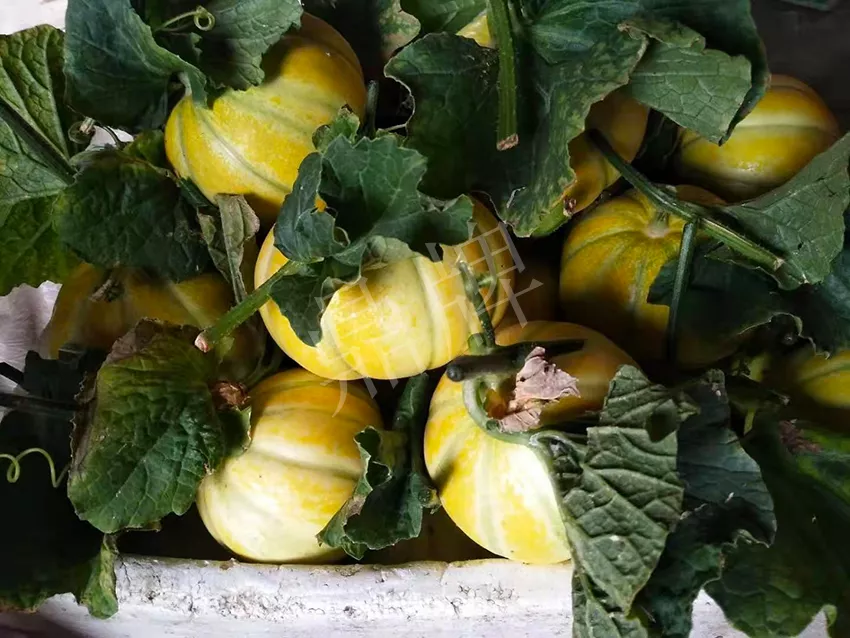 一株坐果15個，6元1斤，好賣得很