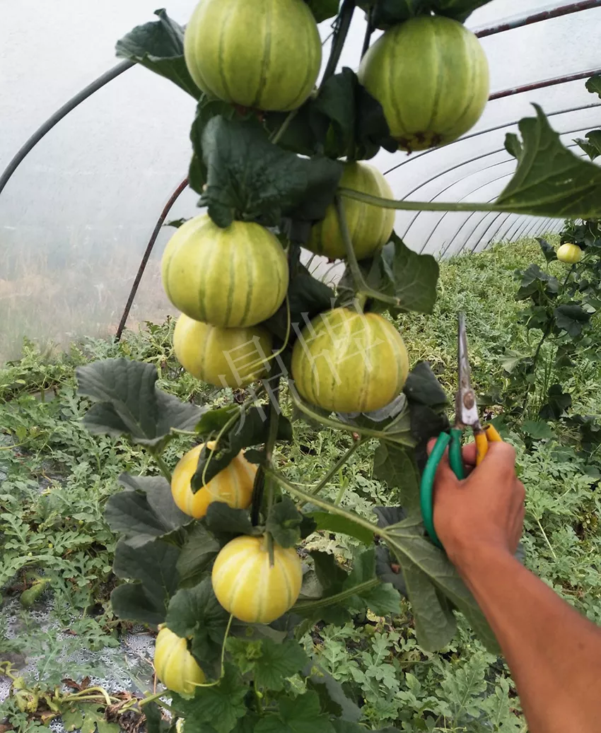 一株坐果15個，6元1斤，好賣得很