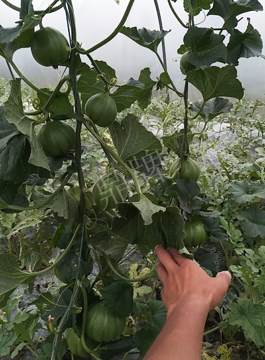 一株坐果15個，6元1斤，好賣得很