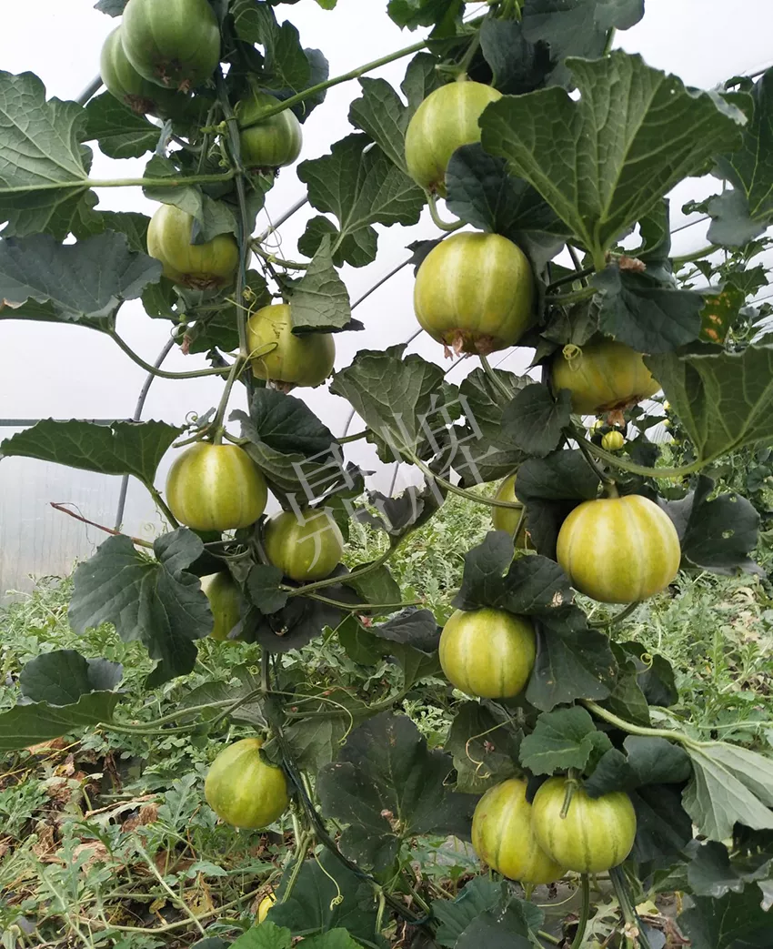 一株坐果15個，6元1斤，好賣得很