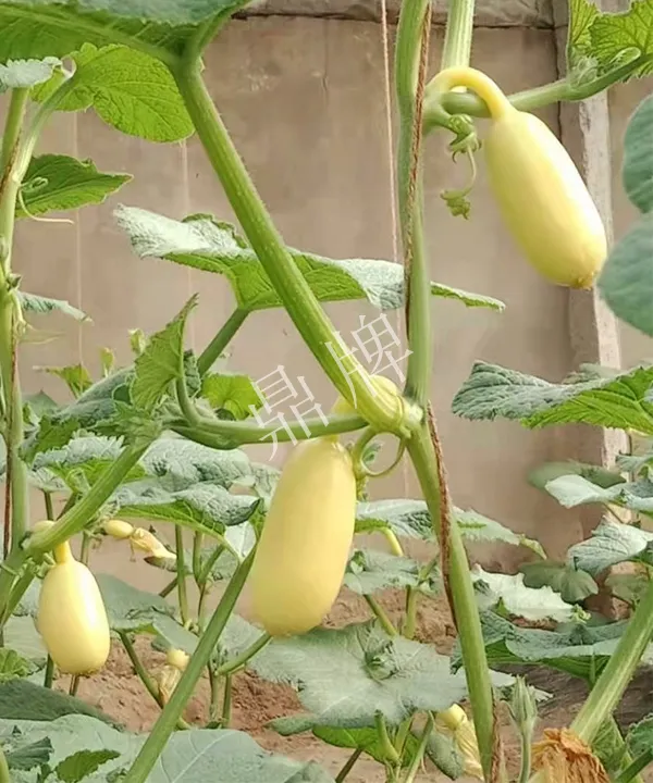 河南3月中旬就上市的“黃金筍瓜”，能買到14元/斤