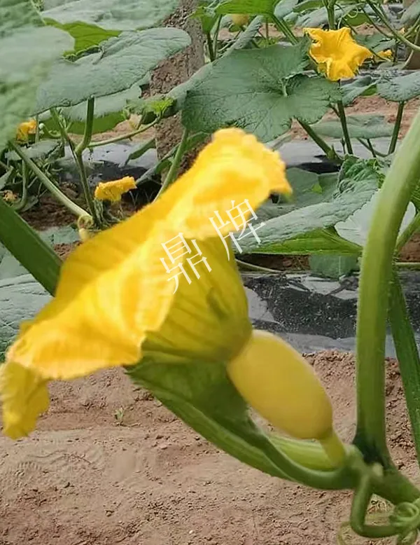 河南3月中旬就上市的“黃金筍瓜”，能買到14元/斤