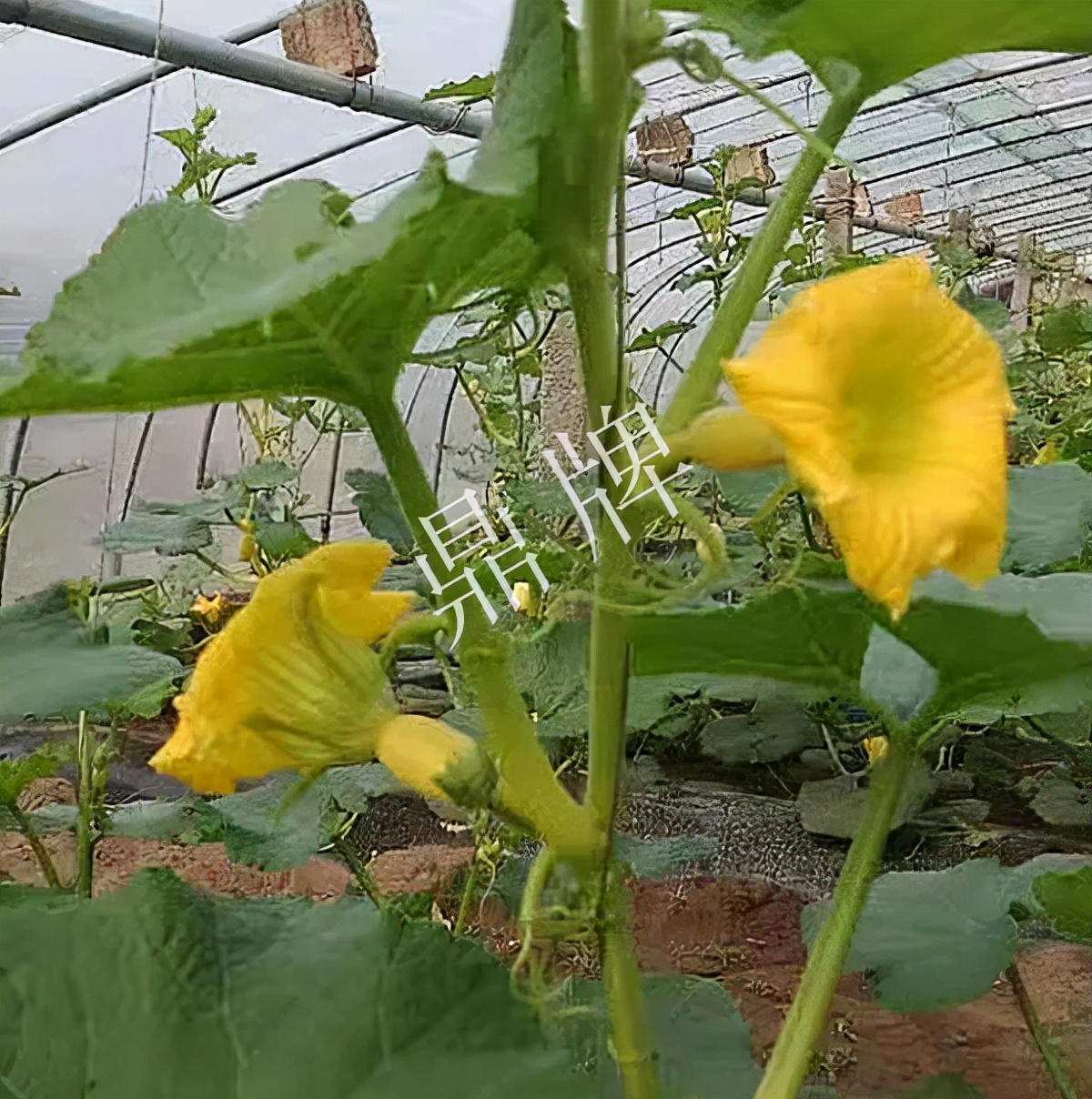 河南3月中旬就上市的“黃金筍瓜”，能買到14元/斤