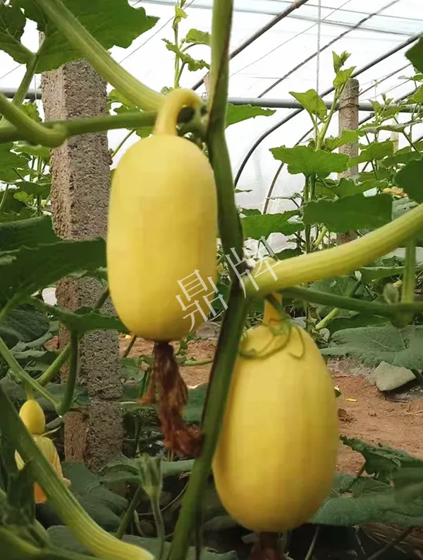 河南3月中旬就上市的“黃金筍瓜”，能買到14元/斤