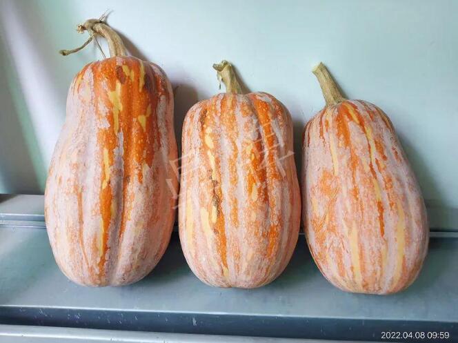 蔬菜種子種植戶客戶點評-去年的南瓜，放到現(xiàn)在還完好！能賣什么價？