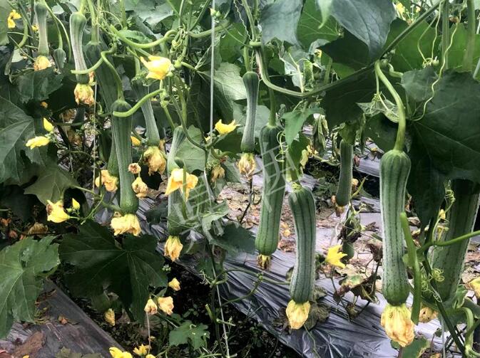 蔬菜種子種植戶客戶點評-這個絲瓜品種，找不到競爭對手……