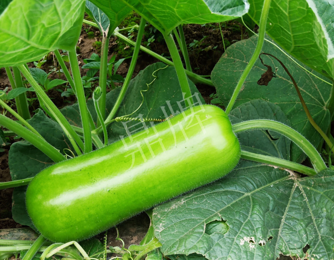 蔬菜種子種植戶客戶點評-牛逼！我露地栽培的瓠瓜，比別人大棚的還早上市！