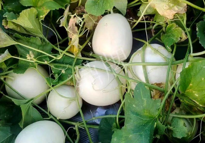 蔬菜種子種植戶客戶點評-巴適，巴適，這個甜瓜太巴適了！