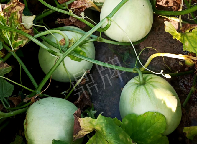 蔬菜種子種植戶客戶點評-種植這個品種，謹防小偷?。。?></a></div>
          <div   id=