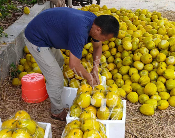 蔬菜種子種植戶客戶點評-這個品種抗性強、口感好，為我的合作社帶來了高收入!