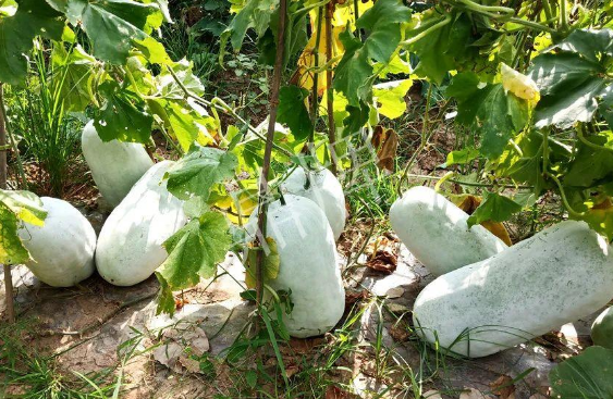 蔬菜種子種植戶客戶點(diǎn)評-驚訝！炎炎烈日下，小孩大聲喊：“大雪球！大雪球……”怎樣一回事？