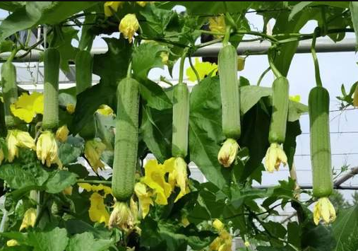 蔬菜種子種植戶客戶點(diǎn)評-每畝收入2萬元！這個絲瓜品種大受歡迎！