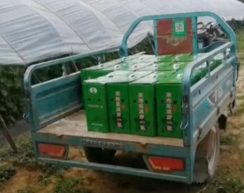 蔬菜種子種植戶客戶點(diǎn)評-很暢銷！團(tuán)購6元一斤，這瓜夠香、夠甜、夠得勁兒！