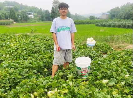 蔬菜種子種植戶客戶點(diǎn)評-甜瓜新品上市，每個賣9元，很暢銷！